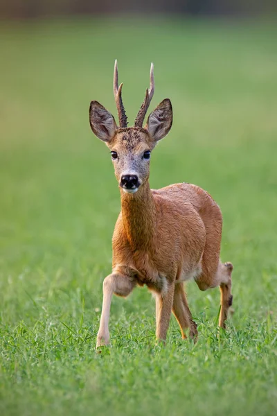 Male roe deer buck walking forward in summer — Stock Photo, Image