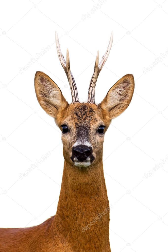 Head of roe deer buck isolated on white