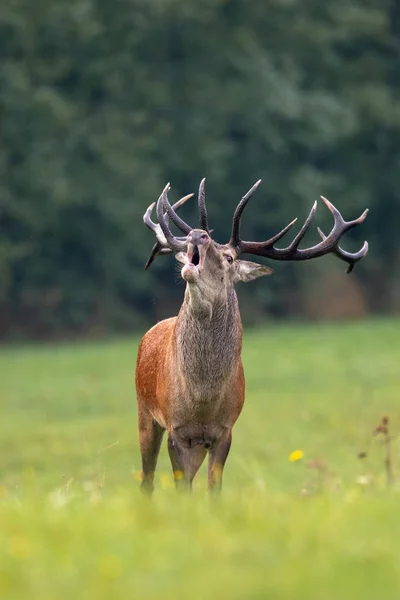 Veado vermelho dominante rugindo na época de acasalamento — Fotografia de Stock