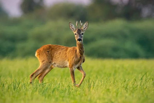 Curioso corça cervo fanfarrão no verão ao pôr do sol assistindo com uma perna levantada — Fotografia de Stock