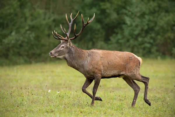 Red deer stag running over meadow with green forest blurred in background. — Stock Photo, Image