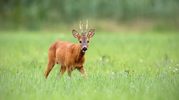 Rådjur buck gående mot kameran med grön bakgrund — Stockfoto
