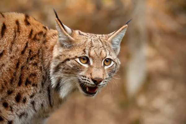 Detalhe do lince eurasiano olhando para baixo em busca de presas — Fotografia de Stock