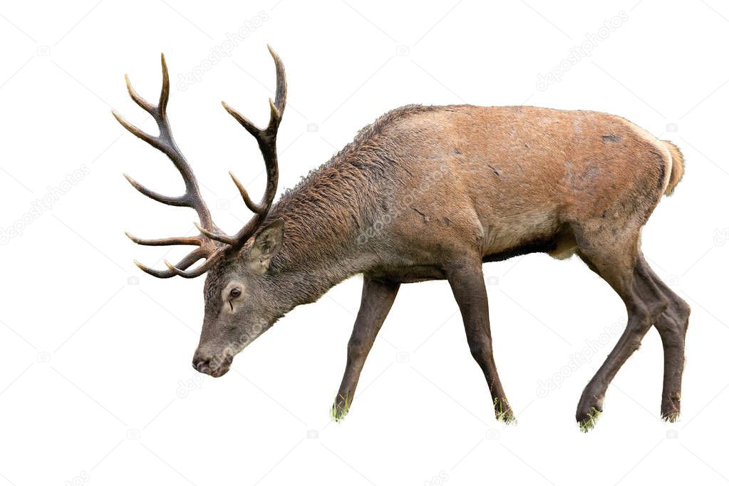 Isolated grazing red deer stag with antlers