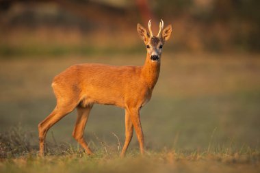 Karaca buck, capreolus capreolus, doğal huzurlu ortamda akşam ışığı yaktı