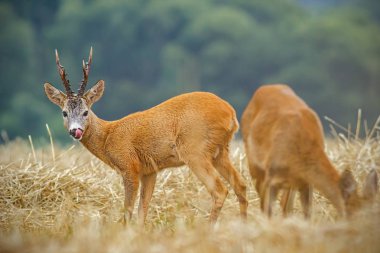 Karaca capreolus capreolus. Çift paspas sezon sırasında