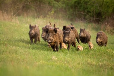 Group of wild boars, sus scrofa, running in spring nature. clipart