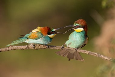 Avrupa bee-eaters, arı kuşu apiaster figahting çifti.