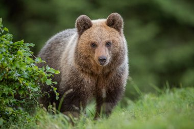 Fluffy young brown bear, ursus arctos, in summer.