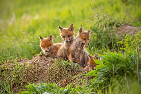 Red fox, vulpes vulpes, small young cubs near den curiously weatching around