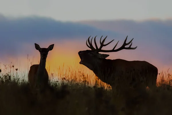 Red deer, cervus elaphus, paar tijdens bronsttijd nachts — Stockfoto