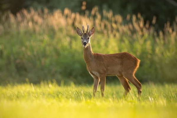 Roe cervo fanfarrão em ambiente pacífico natural iluminado pela luz da noite — Fotografia de Stock