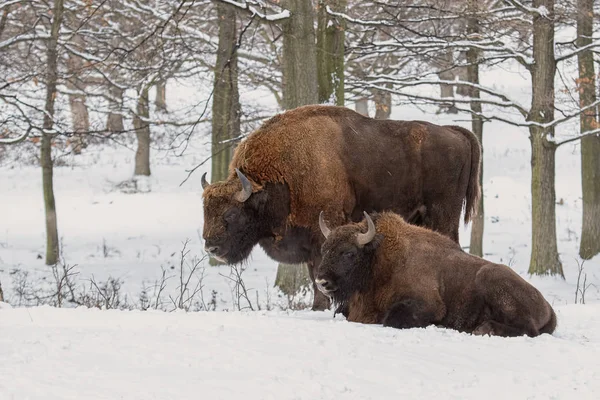 Avrupa bisonos, kışın ormandaki bizon bonasus çifti. — Stok fotoğraf
