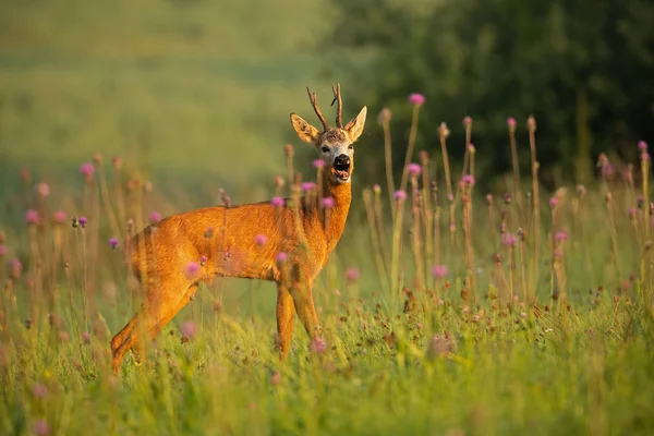 Bang reeën, capreolus capreolus, buck blaffen. — Stockfoto