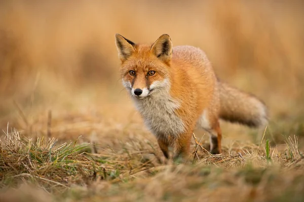 Adult fox with clear blurred background at sunset. — Stock Photo, Image