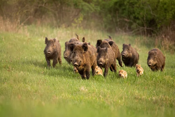 Grupo de jabalíes, sus scrofa, corriendo en la naturaleza de primavera . —  Fotos de Stock