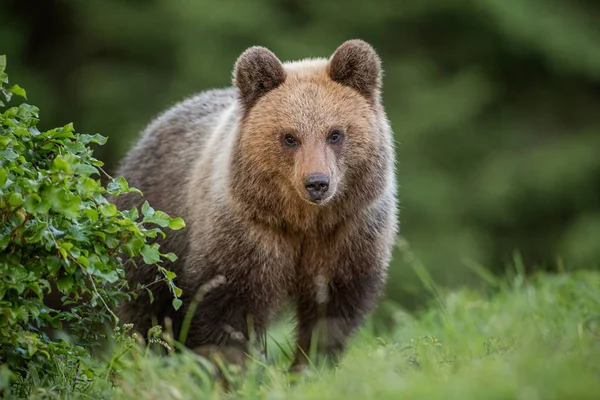 Flauschiger junger Braunbär, Ursus arctos, im Sommer. — Stockfoto