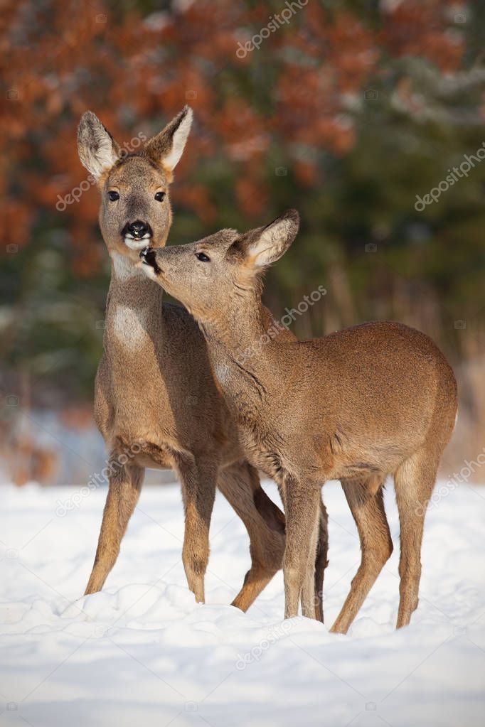 Mother and son roe deer, capreolus capreolus, in deep snow in winter kissing.