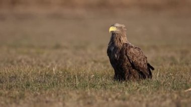 Doğal ortamında oturan yetişkin Ak kuyruklu Kartal, halitaeetus albicilla,.