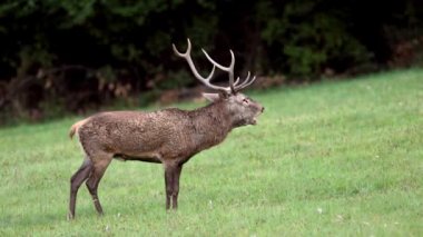 Rutting sezonunda Kırmızı Geyik.