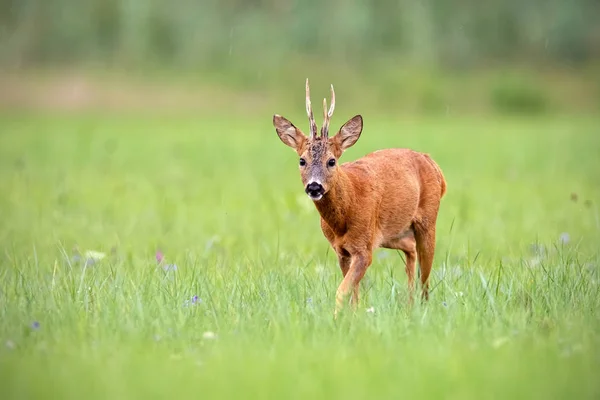 Roe veado buck andando ao longo de um prado no verão — Fotografia de Stock