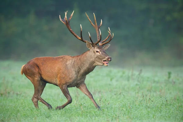 Selvagem veado vermelho selvagem correndo rápido com a boca aberta — Fotografia de Stock