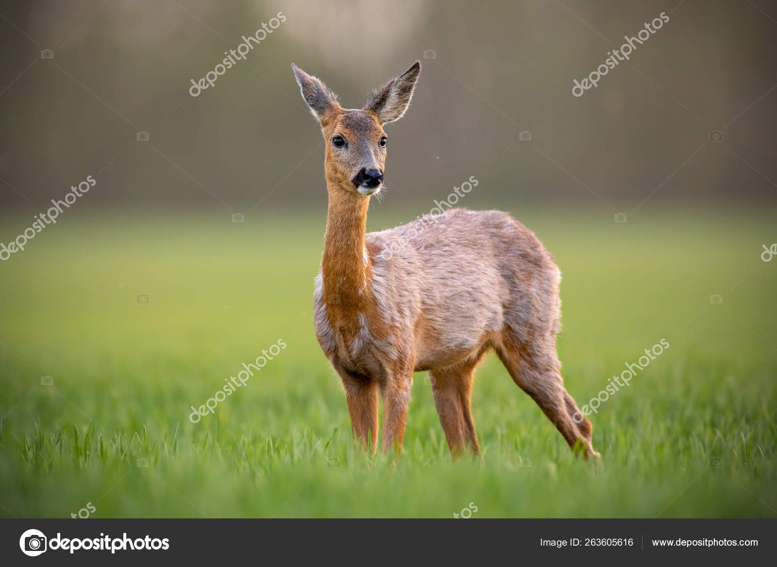 Corça na floresta capreolus capreolus corça selvagem na natureza