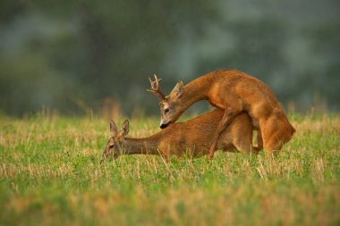 Male and female wild animals in nature mating. clipart