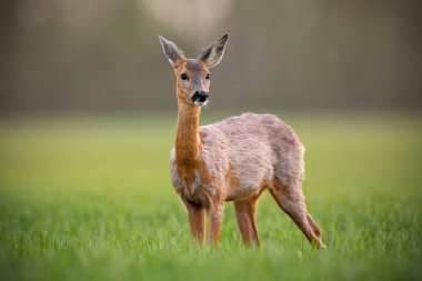 Karaca, capreolus capreolus, baharda doe dişi bir çayır üzerinde ayakta.