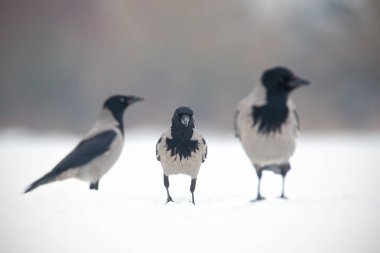 Üç kapüşonlu karga, corvus cornix, kar üzerinde oturan.