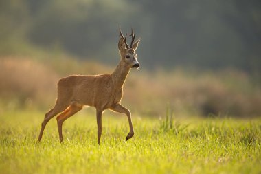 Karaca, Capreolus capreolus, yaz aylarında Buck.