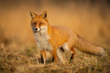 Adult fox with clear blurred background at sunset. clipart