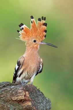 Hoopoe, upupa epops, açık ibik ile bir kütük üzerinde oturan.