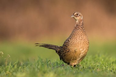 Female common pheasant, phasianus colchicus, in spring evening light on meadow. clipart