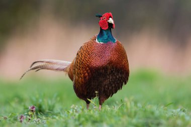 Kabarık erkek ortak sülün, Phasianus colchicus, ilkbaharda.