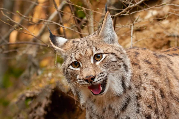 Detail of eurasian lynx looking down searching for prey — Stock Photo, Image