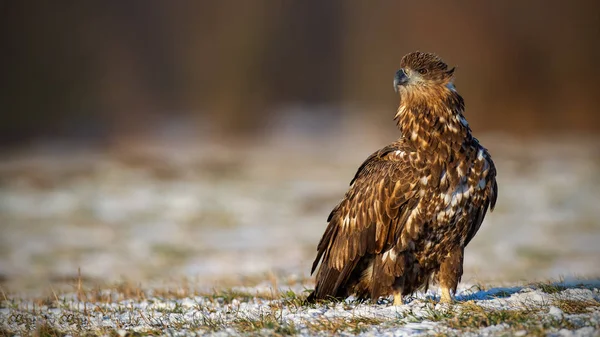 Juvenile white-tailed eagle, haliaeetus albicilla, in winter sitting on a snow covered ground. — Stock Photo, Image