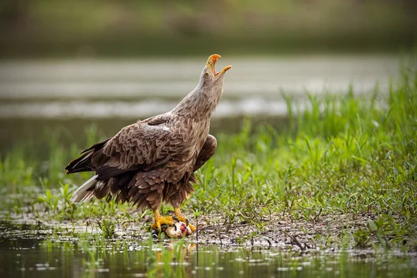 Aigle à queue blanche adulte, haliaeetus albicilla, en été criant . — Photo