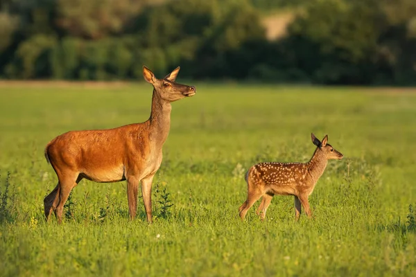 Cerf rouge derrière avec veau marchant au coucher du soleil . — Photo