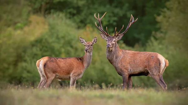 Kırmızı geyik, cervus elpahus, çiftleme sezonunda autum çift. — Stok fotoğraf