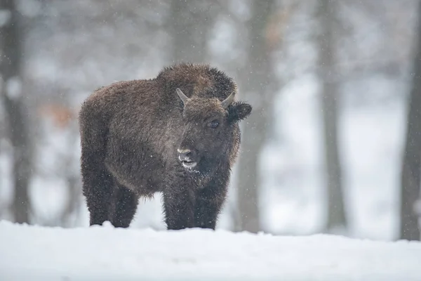 Avrupa Bizon, Bison bonasus, karla ormanda. — Stok fotoğraf