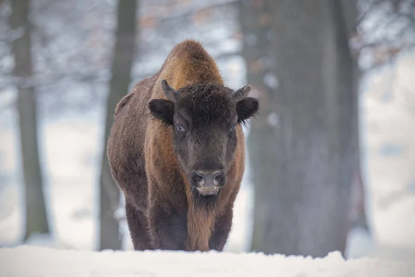 Bisonte europeo, bisonte bonasus, en el bosque con nieve . —  Fotos de Stock