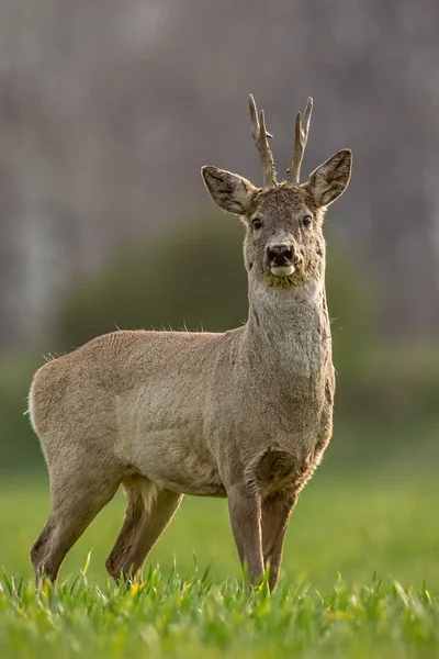 Cervo-de-roe, capreolus capreolus, buck em um dia ensolarado da primavera . — Fotografia de Stock