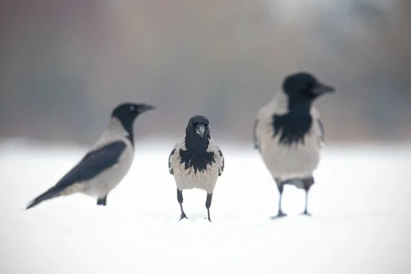 Tre corvi incappucciati, corvus cornix, seduti su una neve . — Foto Stock