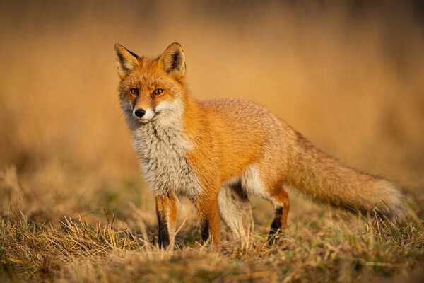 Adult fox with clear blurred background at sunset.