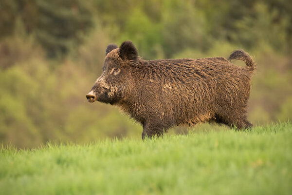 Wild boar, sus scrofa, walking trough a spring meadow.