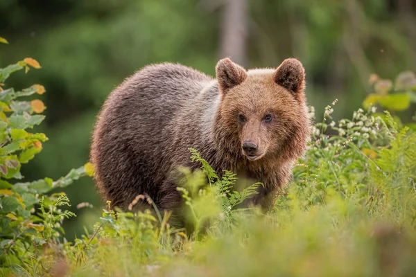 Fluffy joven oso pardo, ursus arctos, en verano al atardecer . — Foto de Stock