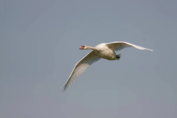 Cisne mudo, Cygnus olor, en vuelo — Foto de Stock