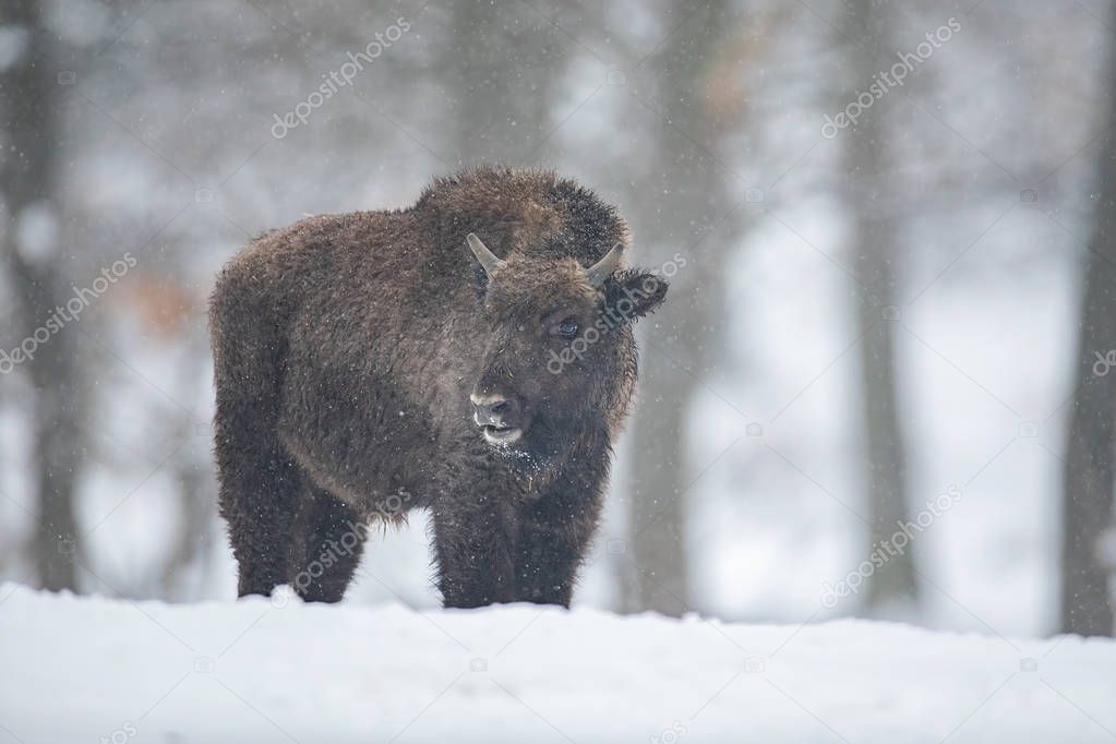 European bison, bison bonasus, in the forest with snow.