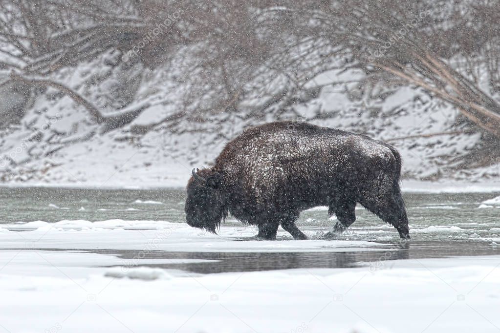 Wild male european bison, bison bonasus crossing river in winter with snow falling around.